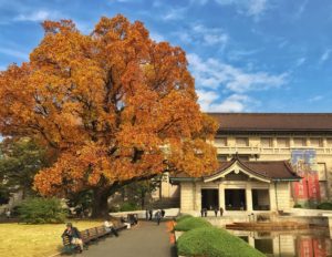 viaje a japon tikun centro del bienestar guia