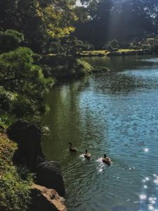 viaje a japon tikun centro del bienestar guia