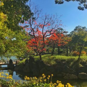 viaje a japon tikun centro del bienestar guia